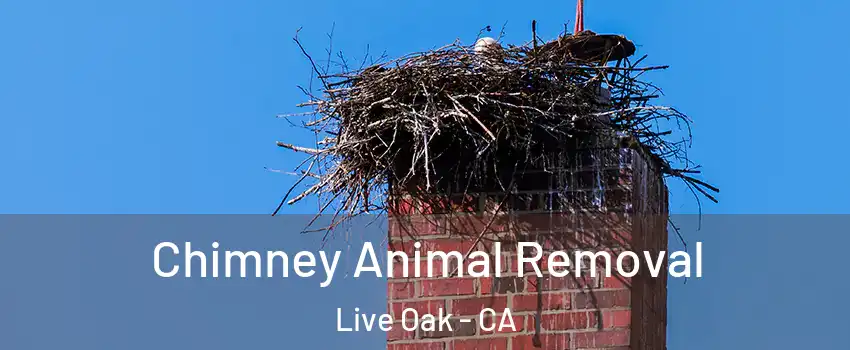 Chimney Animal Removal Live Oak - CA